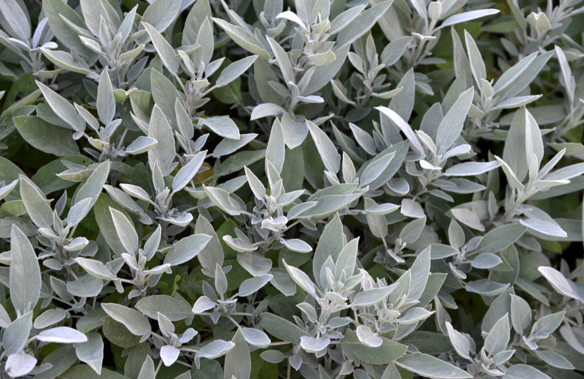 WHITE SAGE